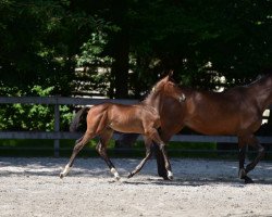 jumper Key West HE Z (Zangersheide riding horse, 2015, from Kannan)