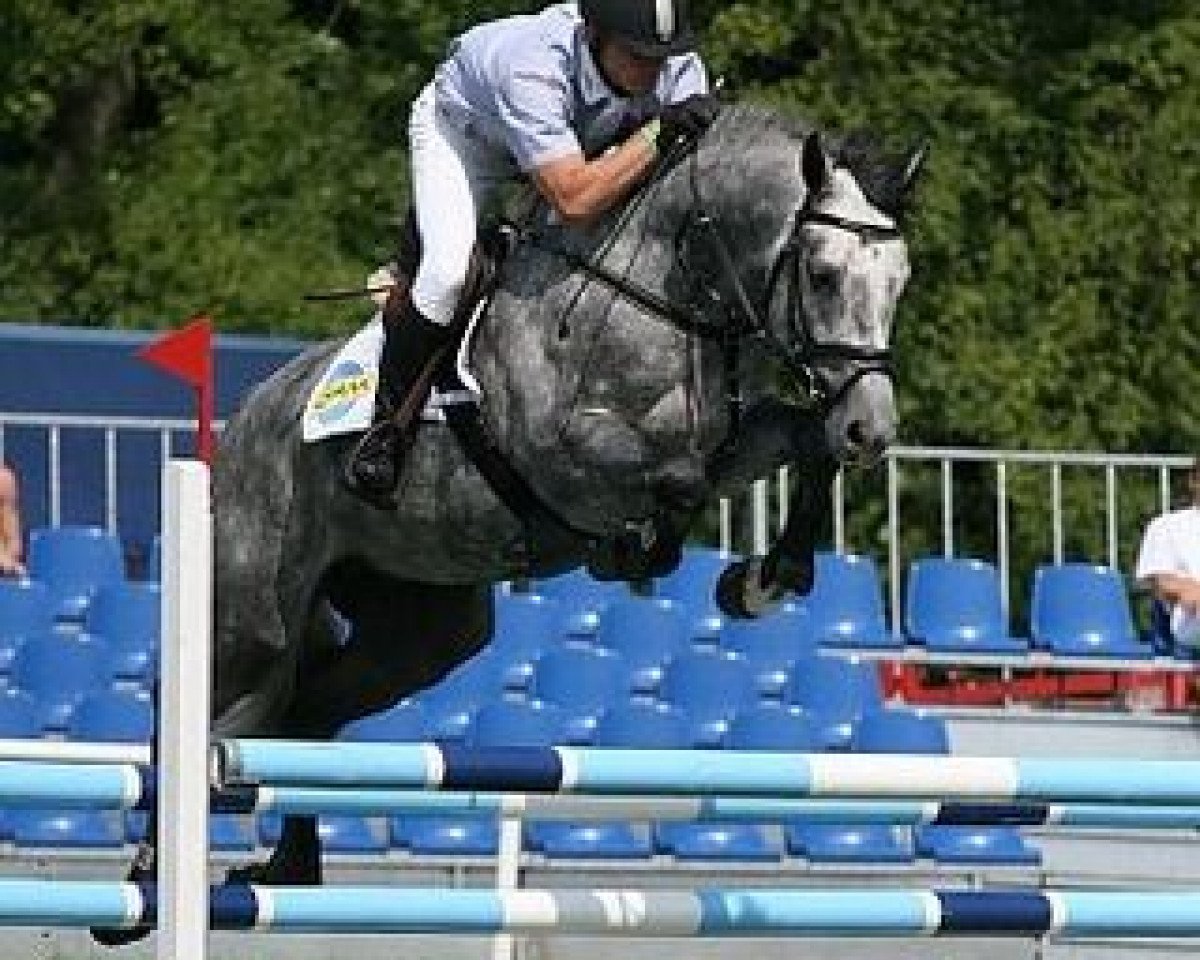 Deckhengst Corrado Boy (Oldenburger Springpferd, 2003, von Corrado I)