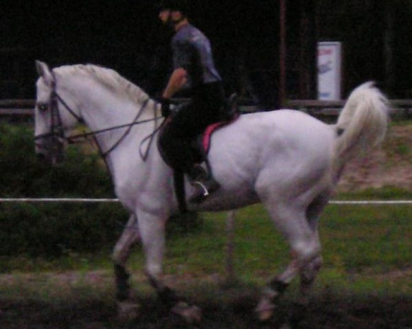 stallion Leandro (Holsteiner, 1989, from Lenz)
