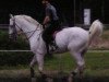 stallion Leandro (Holsteiner, 1989, from Lenz)
