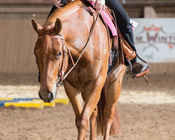 horse Chexnics Boy Of Blue (Quarter Horse, 2010)