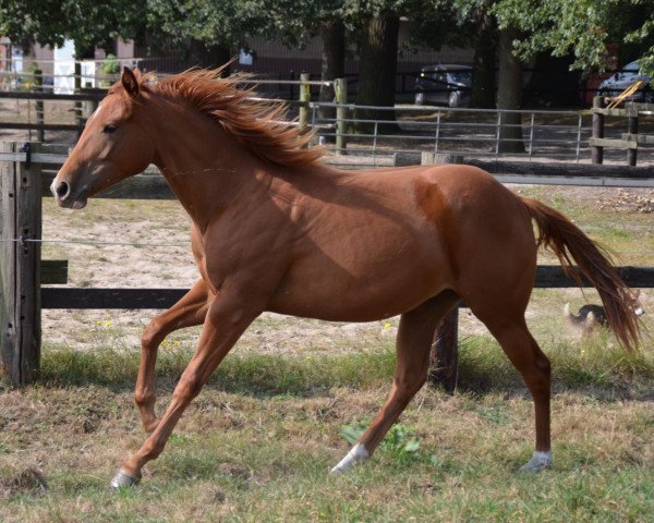 horse Brooks (Quarter Horse, 2015)