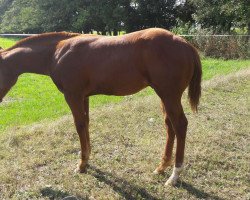 horse Zippos Good Mr Sohn (Quarter Horse, 2016, from Zippos Good Mr.)