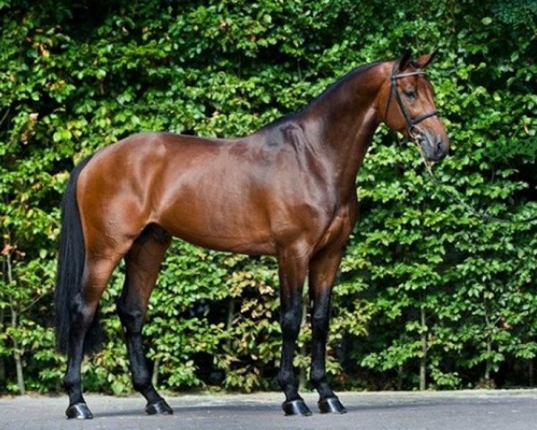 stallion Canturano I (Holsteiner, 2003, from Canturo)