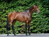 stallion Canturano I (Holsteiner, 2003, from Canturo)