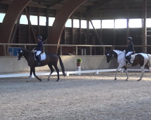 Reitturnier Heidelberg-Kirchheim 2019