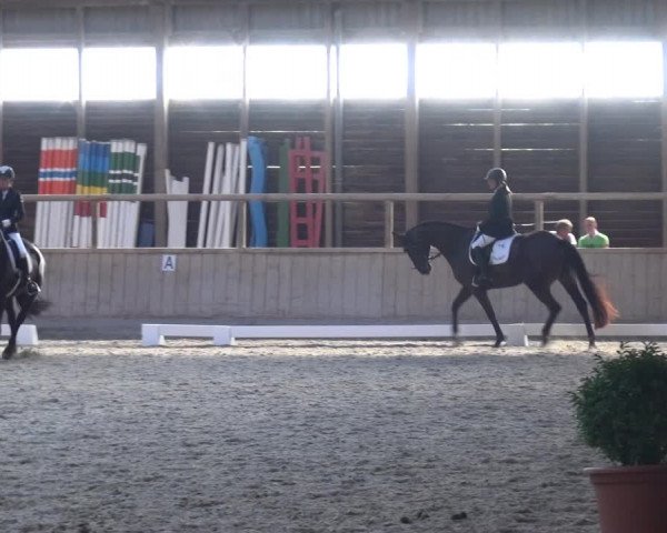 Reitturnier Heidelberg-Kirchheim 2019