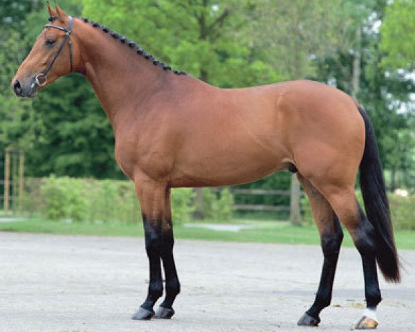 stallion Baltic VDL (KWPN (Royal Dutch Sporthorse), 2006, from Quaprice Z)