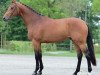 stallion Baltic VDL (Dutch Warmblood, 2006, from Quaprice Z)