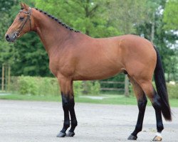 stallion Baltic VDL (KWPN (Royal Dutch Sporthorse), 2006, from Quaprice Z)