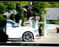 stallion Inonstop van het Voorhof (Belgian Warmblood, 2008, from Nonstop)