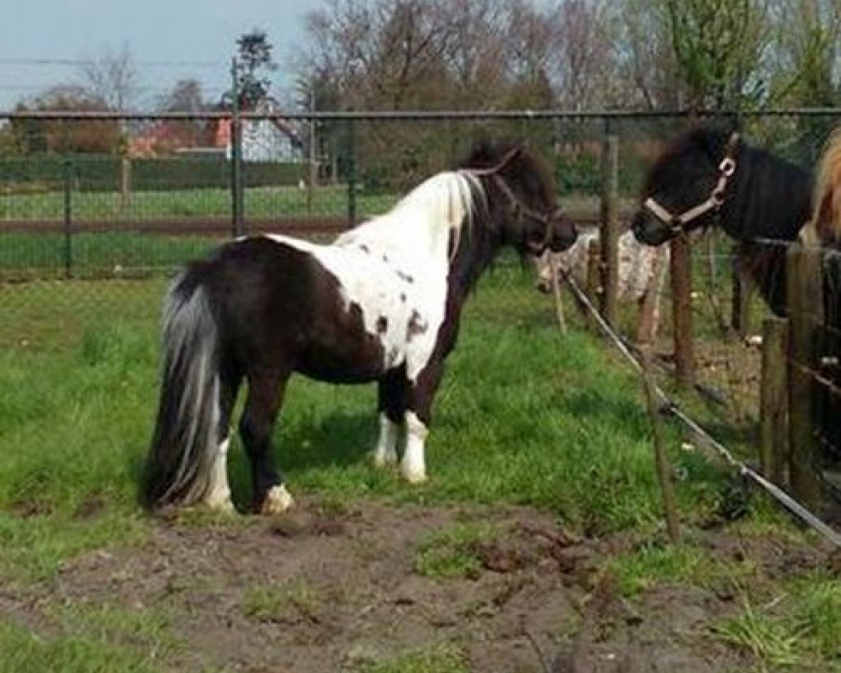 stallion Collytown Maverick (Shetland pony (under 87 cm),  , from Blazefield Mighty Mouse)