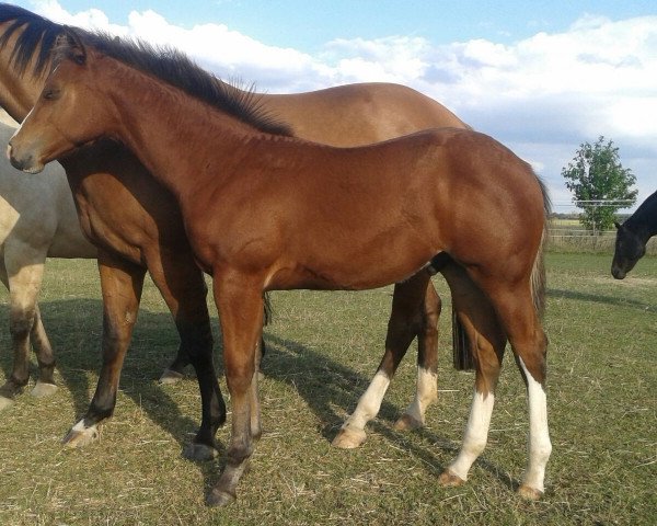 horse Rocky (Quarter Horse, 2016)