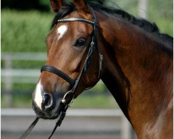 broodmare Larissa (Hanoverian, 2002, from Lauries Crusador xx)