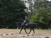 dressage horse Karafka (polish noble half-breed, 2005)