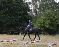 dressage horse Karafka (polish noble half-breed, 2005)