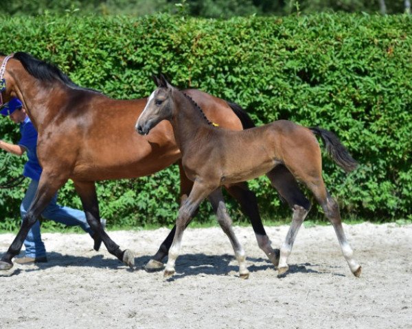 Springpferd Cruz Z (Zangersheide Reitpferd, 2015, von VDL Cardento 933)