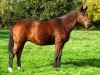 broodmare Dody de Chalusse (Selle Français, 1991, from Galoubet A)