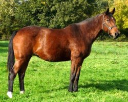 broodmare Dody de Chalusse (Selle Français, 1991, from Galoubet A)