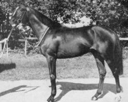 stallion Chateau du Diable xx (Thoroughbred, 1966, from Tarquin xx)