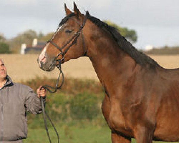 stallion Fakir de Kreisker (Selle Français, 1993, from Quito de Baussy)