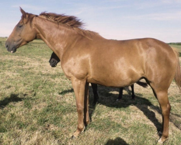 broodmare Soprane de Kreisker (Selle Français, 2006, from Fakir de Kreisker)