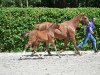 Springpferd Cascade J&F Champblanc Z (Zangersheide Reitpferd, 2015, von Cornet Obolensky)