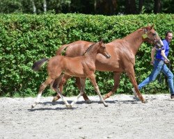 Springpferd Cascade J&F Champblanc Z (Zangersheide Reitpferd, 2015, von Cornet Obolensky)