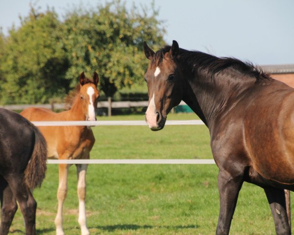 broodmare Grace (Oldenburg, 2005, from Sir Donnerhall I)