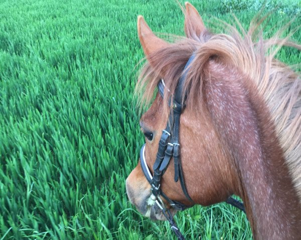 broodmare Uljana 8 (German Riding Pony, 1995, from Ulfenbach Vivaldi)