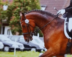 dressage horse San Laurino (Westphalian, 2010, from Sunday)