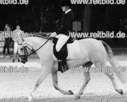 Dressurpferd Mary Poppins 72 (Deutsches Reitpony, 2004, von Eiluns Monopoly)