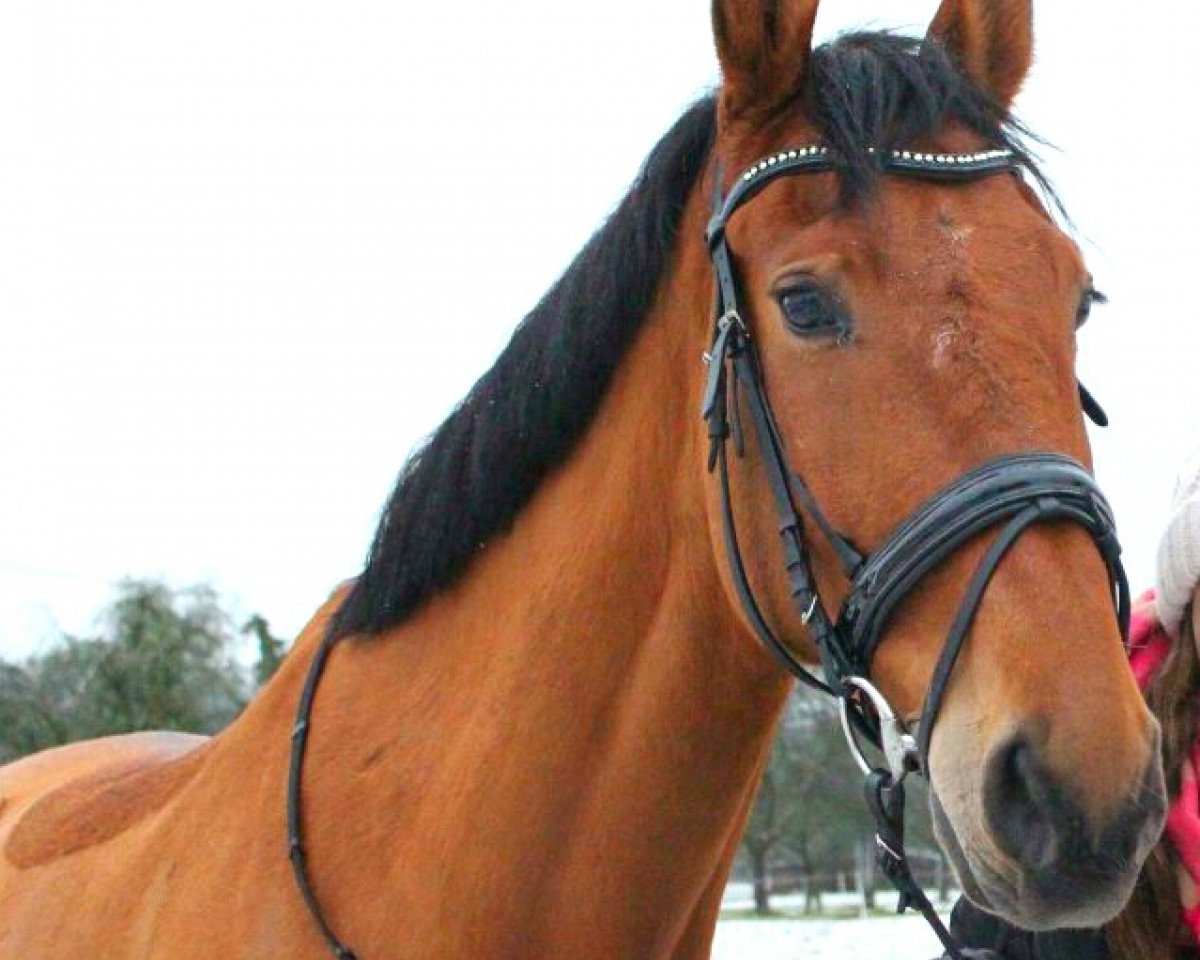 Springpferd Le Champ W (Württemberger, 2007, von Le Champion)