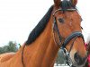 Springpferd Le Champ W (Württemberger, 2007, von Le Champion)