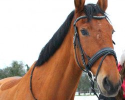 Springpferd Le Champ W (Württemberger, 2007, von Le Champion)