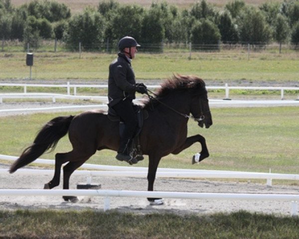 stallion Andri frá Vatnsleysu (Iceland Horse, 2001, from Kolfinnur frá Kjarnholtum I)