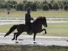 stallion Andri frá Vatnsleysu (Iceland Horse, 2001, from Kolfinnur frá Kjarnholtum I)