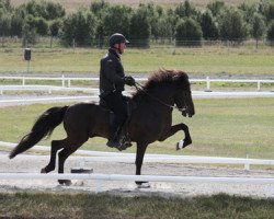 stallion Andri frá Vatnsleysu (Iceland Horse, 2001, from Kolfinnur frá Kjarnholtum I)