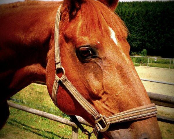 Pferd Grafitti 05 (Hessisches Warmblut, 1996, von Grafenberg)