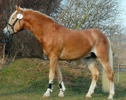 stallion Salero (Haflinger, 2006, from Santana)