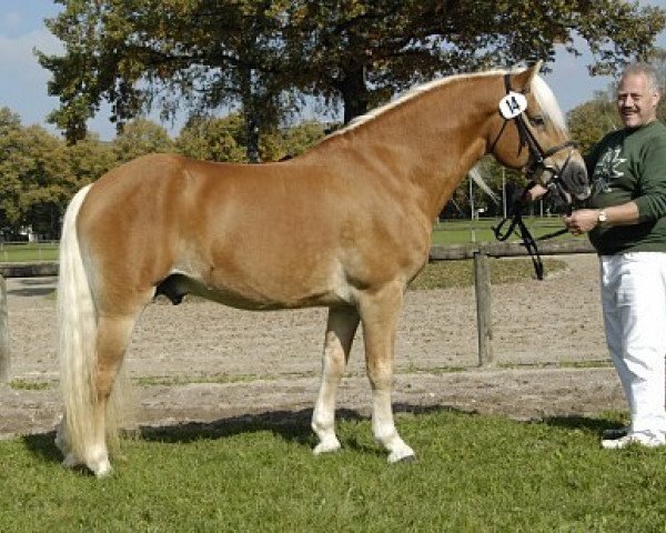 stallion Newos (Haflinger, 1999, from Nastral)
