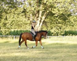 dressage horse Mr. Timberland 2 (German Riding Pony, 2004, from Marcello)