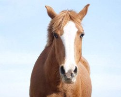 Zuchtstute Heidi (Deutsches Reitpony, 1988, von Rubin)