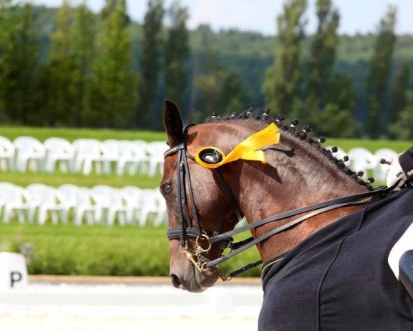 dressage horse Honorieux DH (Holsteiner, 2001, from Heraldik xx)