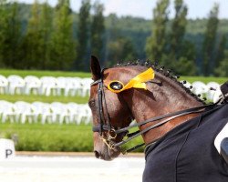 dressage horse Honorieux DH (Holsteiner, 2001, from Heraldik xx)