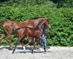 jumper Canali Z (Zangersheide riding horse, 2015, from Comme il Faut)