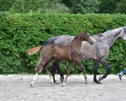 jumper Alixe de Spalbec Z (Zangersheide riding horse, 2015, from Aganix du Seigneur)