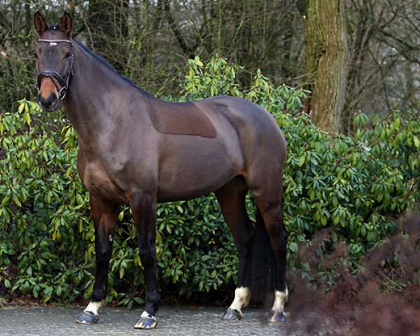 dressage horse Colonia 15 (Zweibrücken, 2011, from Cassitano)