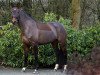 dressage horse Colonia 15 (Zweibrücken, 2011, from Cassitano)