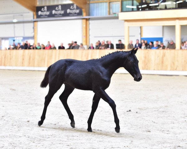 jumper Monte Cristallo (Westphalian, 2015, from Monte Bellini)